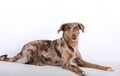 a Close-up shot of a lying pretty red merle aussidor in a white studio