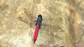 Close up shot of a Lyriothemis elegantissima, a red dragonfly on a rock