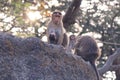 Close-up shot of macaques with babies sitting on a rock