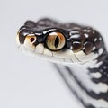 Close-up shot and macro for snake eyes on white background