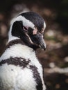 Close Up Shot of Magellan Penguin on Martillo Island in the Beagle Channel, Ushuaia, Tierra del Fuego, Argentina Royalty Free Stock Photo
