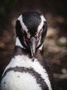 Close Up Shot of Magellan Penguin on Martillo Island in the Beagle Channel Near Ushuaia, Tierra del Fuego, Argentina Royalty Free Stock Photo