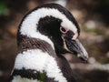 Close Up Shot of Magellan Penguin on Martillo Island Near Ushuaia, Tierra del Fuego, Argentina Royalty Free Stock Photo