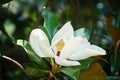 Close Up Shot Of A Magnolia Flower