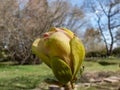 Magnolia \'Sunsation\' blooming with upright, golden yellow flowers with a rosy-purple blushed base