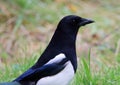 Magpie close-up with feather detail