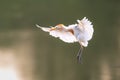 Close-up shot of a majestic cattle egret (Bubulcus ibis) bird in mid-air Royalty Free Stock Photo