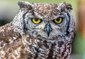 Close-up shot of a majestic eurasian eagle-owl set against a hazy background