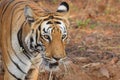 Close up shot of the majestic Royal Bengal tiger at Tadoba tiger reserve, India