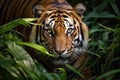 Close-up shot of a majestic tiger in its natural habitat, hidden among dense foliage in a lush jungle Royalty Free Stock Photo