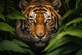 Close-up shot of a majestic tiger in its natural habitat, hidden among dense foliage in a lush jungle Royalty Free Stock Photo