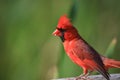 Close up shot of Male Cardinal bird Royalty Free Stock Photo