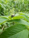 Click beetle (Ctenicera pectinicornis) with green metallic body with very distinctive ridges and strongly toothed