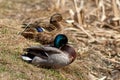 Close-up shot of the male and female wild duck  standing on the shore of the lake Royalty Free Stock Photo