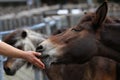 Close up shot of a male hand feeding a brown horse with a grass on a blurred background Royalty Free Stock Photo
