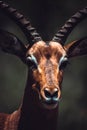 Close up male impala portrait