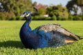 Close up shot of a male peacock on ground Royalty Free Stock Photo