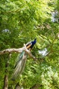 Close up shot of a male peacock on tree brunch Royalty Free Stock Photo