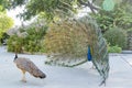 Close up shot of a male peacock trying to attract a female Royalty Free Stock Photo