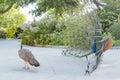 Close up shot of a male peacock trying to attract a female Royalty Free Stock Photo