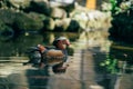 Close up shot of mandarin duck swimming in the lake Royalty Free Stock Photo