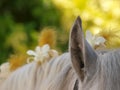 Decorated Horse Mane Royalty Free Stock Photo