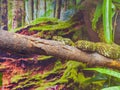 Close up shot of a Mangshan Pit Viper snake