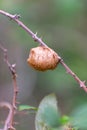 Close-up shot of Mantis Ootheca on a branch