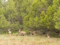 Close up shot of many deer in Capulin Volcano National Monument