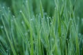 Dews on grass Royalty Free Stock Photo