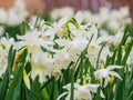 Close up shot of many Paperwhite narcissus blossom