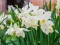 Close up shot of many Paperwhite narcissus blossom