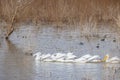 Close up shot of many Pelican catching fish in the lake Royalty Free Stock Photo