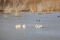 Close up shot of many Pelican catching fish in the lake Royalty Free Stock Photo