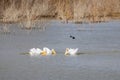 Close up shot of many Pelican catching fish in the lake Royalty Free Stock Photo