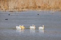 Close up shot of many Pelican catching fish in the lake Royalty Free Stock Photo