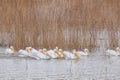Close up shot of many Pelican catching fish in the lake Royalty Free Stock Photo