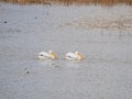 Close up shot of many Pelican catching fish in the lake Royalty Free Stock Photo