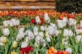 Close up shot of many tulips blossom in the Tulsa Botanic Garden