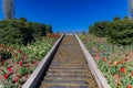 Close up shot of many tulips blossom in the Tulsa Botanic Garden