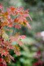 Close-up shot of the maple leaves gradually changing color in early autumn.