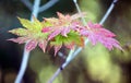 Close-up shot of the maple leaves gradually changing color in early autumn.