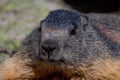 Close-up shot of a marmot in a blur