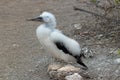 Young chick Masked Black and White Booby close up