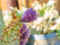 Close up shot of mature pear cactus Royalty Free Stock Photo