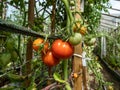 Close-up shot of maturing tomatoes - green, yellow and orange growing on a tomato plant Royalty Free Stock Photo