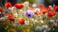 A meadow filled with daisies, poppies, and lavender Royalty Free Stock Photo