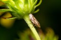 Close-up shot of a Meadow froghopper or a spittlebug (Philaenus spumarius) resting on a flower stem Royalty Free Stock Photo