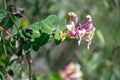 Close up shot of Mediterranean Honeysuckle Lonicera implexa Royalty Free Stock Photo