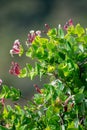 Close up shot of Mediterranean Honeysuckle Lonicera implexa Royalty Free Stock Photo